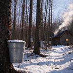 Maple Sugaring Season at Hearthfield